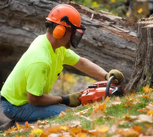 tree services College Park